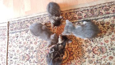 котятк: Котятки в добрые рукивозраст 2месяца кушают влажный и сухой