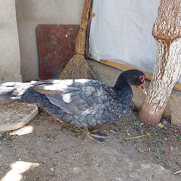 herati fərəsi: Təmiz Qan Orginal Macar sortu 6 Aylıq Fərədi tam sağlam aktiv Fərədi — 6