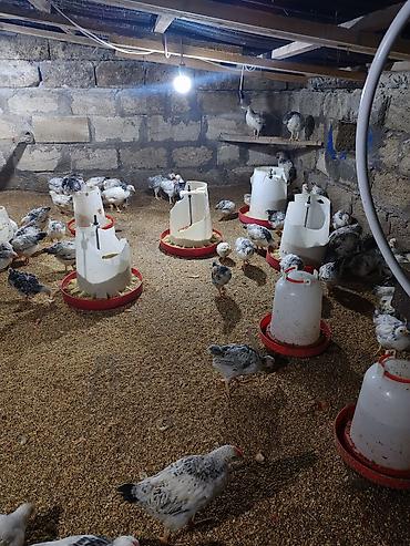 kirpi satisi: Təcili Satılır Serebris F6 colpaları 125 ədəd Colpa irili xırdalı 2 ay — 3