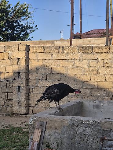 karella quslari: Salamaleykum Amerkanbronz — 6