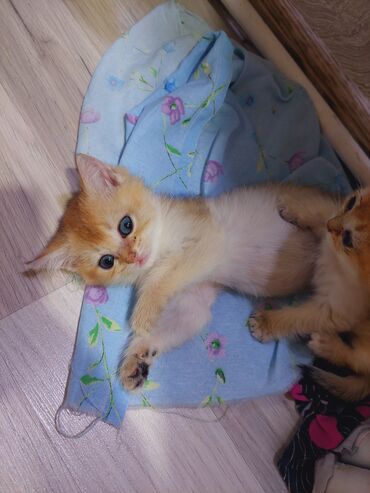 Pişiklər: Qızıl şinşilla, Erkək, Dişi, Yaxşı əllərə, Ünvandan götürmə -da lalafo.az — 11 Pişiklər: Qızıl şinşilla, Erkək, Dişi, Yaxşı əllərə, Ünvandan götürmə — 11