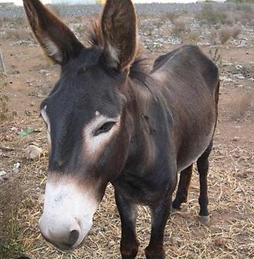 Eşşək – iş və təsərrüfat üçün - Cins: yerli eşşək - Rəng: tünd lalafo.az -da Eşşək – iş və təsərrüfat üçün - Cins: yerli eşşək - Rəng: tünd