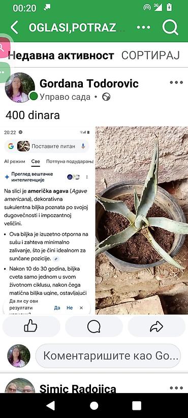 seme palme: Američka agava (Agave americana) – dekorativna sukulentna biljka. - — 1