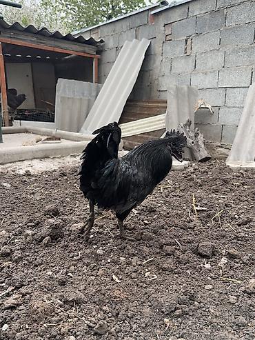 Куры, петухи: Продаю | Петух | Для разведения — 8