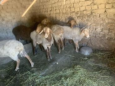 Баран, овца: Продаю | Баран (самец) | Матка — 6