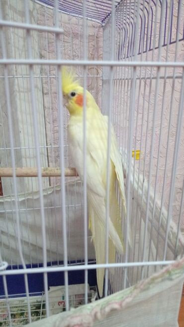 отдам в добрые руки баку: Karella papuqaylar hazir cutduler birdefe yumurtdayiblar indi