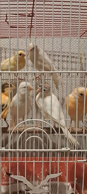quslar satisi: Cavan Erkək və maya satılır 50 m maşlayır — 3