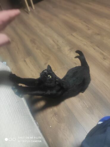 Pişiklər: Erkək, Cütləşmə üçün — 3