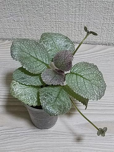 Другие комнатные растения: Эписции 10 сортов. Крупные детки, некоторые с бутонами. Цветут — 11