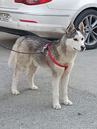 malamut xaski: Haski

5 aylıqdı safqandı.erkeydi.peyvend olunub