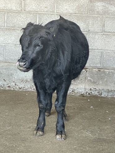 продаю дойных коров: Продаю | Бык (самец), Музоо, торпок | Абердин-ангус | Искусственник