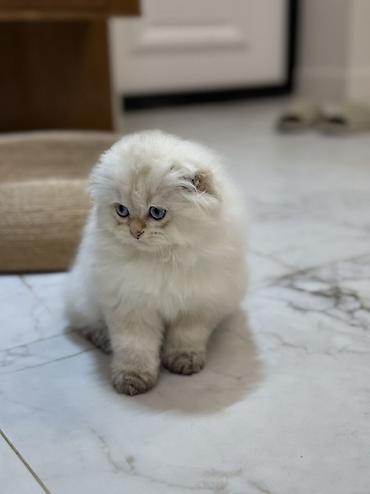 Продажа кошек: Скотиш Фолд (Шотландская вислоухая), 3 месяца, Мальчик, Золотая шиншилла, Приучена к лотку — 5