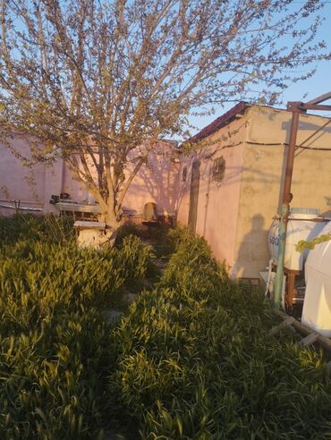 Həyət evləri və villaların satışı: Dübəndi 3 otaqlı, 110 kv. m, Kredit yoxdur, Orta təmir -da lalafo.az — 2 Həyət evləri və villaların satışı: Dübəndi 3 otaqlı, 110 kv. m, Kredit yoxdur, Orta təmir — 2