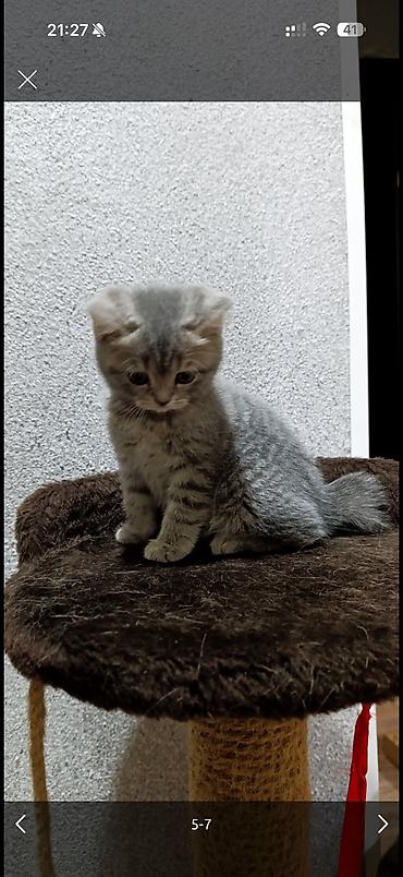 Продажа кошек: Скотиш Фолд (Шотландская вислоухая), 2 месяца, Девочка, Приучена к лотку — 3