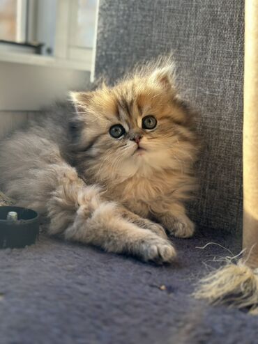 Pişiklər: Britan, Dişi, Yaxşı əllərə, Ünvandan götürmə, Pulsuz çatdırılma, Ödənişli çatdırılma — 7