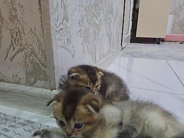 Pişiklər: Şotland yastı qulaq, Erkək, Dişi, Yaxşı əllərə, Ünvandan götürmə, Pulsuz çatdırılma, Ödənişli çatdırılma — 4