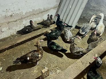 Ördəklər: 26 Ördək, 2 Qaz. Ördəklərin 5-6 Fərə Mirvaridir, Yarısı Kradnadar Öküz — 5