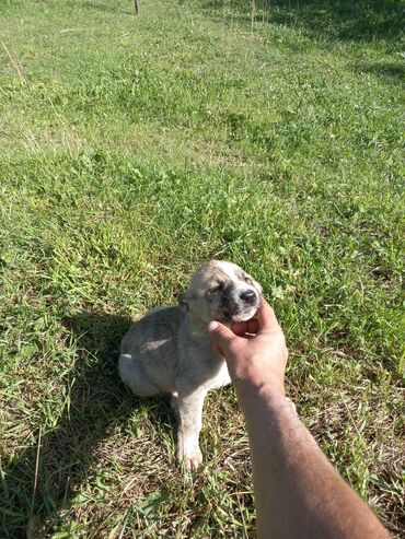 лабрадор собака: Продаю алабаев. также есть обмен на курей уток баранов