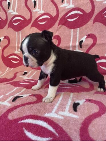 Boston Terrier Puppies for sale So polite and affectionate. I have one
