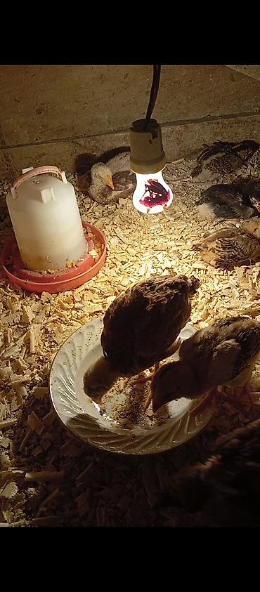heyr: Salam güclü cins heyrati balaları satılır fərqli aylardadilar — 8