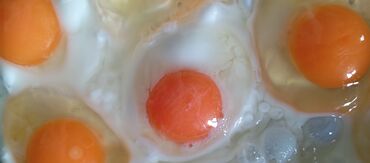 яйца перепелиные домашние: Молочные продукты и яйца