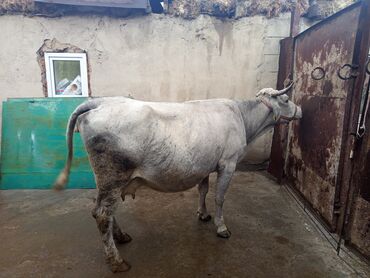 собака булдок: Продаю | Корова (самка) | Алатауская | Для разведения | Стельные