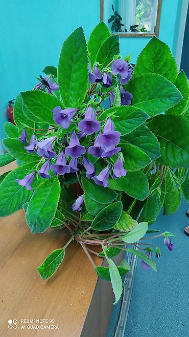 Другой декор и предметы интерьера: Цветы распродажа от 100 сом остатки до 1300 сом. Живу рядом с Дордой — 4