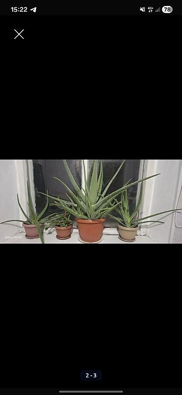 Алоэ: Алое вера 8 летнее сейчас уже отцвел. и срезал ствол at lalafo.kg — 8 Алоэ: Алое вера 8 летнее сейчас уже отцвел. и срезал ствол — 8