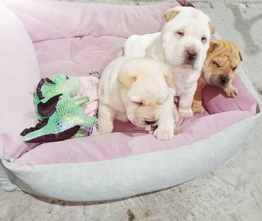 Psi: USREĆITE NEKOGA Prelepi kučići kineske rase ŠAR pei u ponudi 1 ženka i — 3