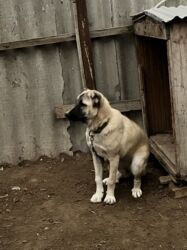 İtlər: Çoban iti 5 aylıq dişi 350 azn 055 662 05 16 bu nömreye yazın — 7