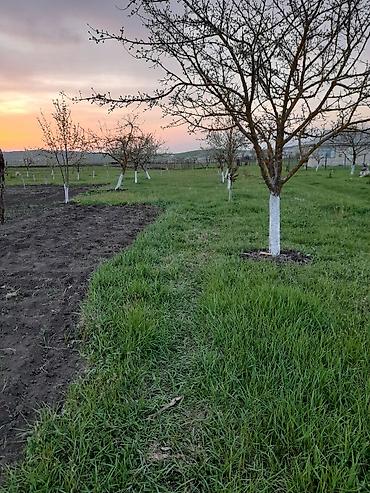 ismayıllıda torpaq: 25 sot, Tikinti, Mülkiyyətçi, Kupça (Çıxarış) — 2