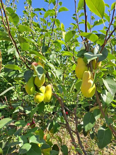 Ağaclar: Yalnız bizim təsərfatimizda bölgələrə uyğun olaraq ağacların kok — 20