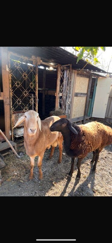 продажа баранов в бишкеке: Продаю | Овца (самка) | На забой
