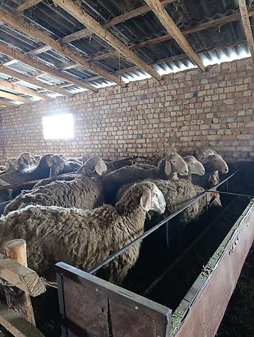 Баран, овца: Продаю | Баран (самец) | Арашан | Для разведения | Племенные — 14