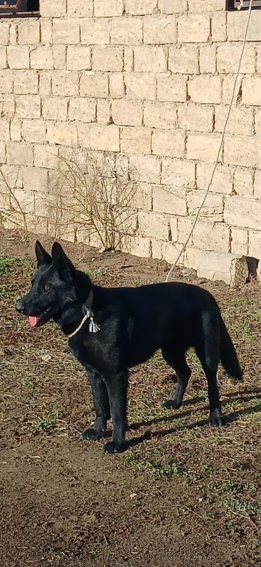 İtlər: Alman çoban iti, 11 ay, Erkek, Peyvəndli — 7