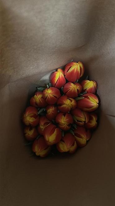 Другие товары для дома: Цветы Голландские Тюльпаны Оптом! Из Голландии получаем — 11