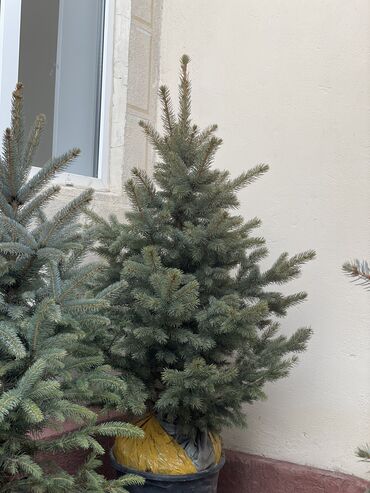 Декоративные деревья: Продаются елки🌿🌲 От 60 до 160см. С хорошим комом. Идеально подойдет at lalafo.kg — 8 Декоративные деревья: Продаются елки🌿🌲 От 60 до 160см. С хорошим комом. Идеально подойдет — 8