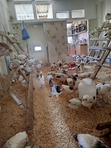 K/t heyvanları və malları: Toyuq cücələri, Damazlıq — 2