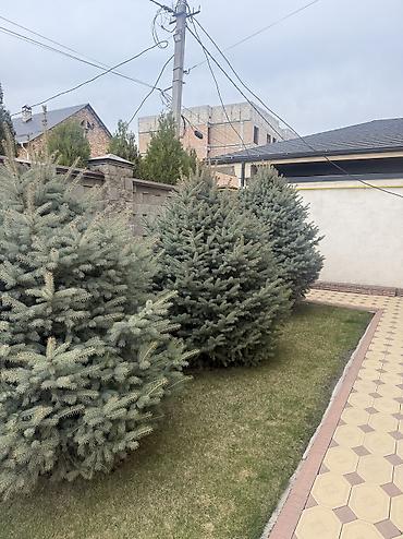 Ель: Продаю Ели голубые от 2-4 метров, колоновидные туи 4 метровые: густые — 22
