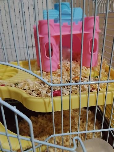 çixuaxua satılır: Salam Hamster satilir Qefes, 1 aylig apilkasi yemeyiynen bbir yerde 5 — 1