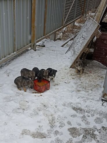 собаки немецкая овчарка: Собака даром: 1 месяц, Самец