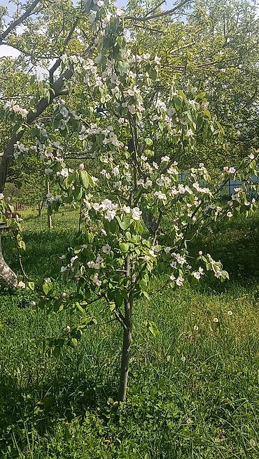 Продажа коттеджей и домов: Продается два участка. в одном есть времянка небольшая с погребом — 8