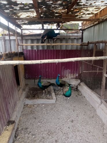 питьевые витамины для волнистых попугаев: Продаю взрослых павлинов