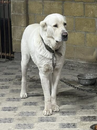 бойцовская собака: Алабай, 3 года, Самец, С прививкой, С родословной