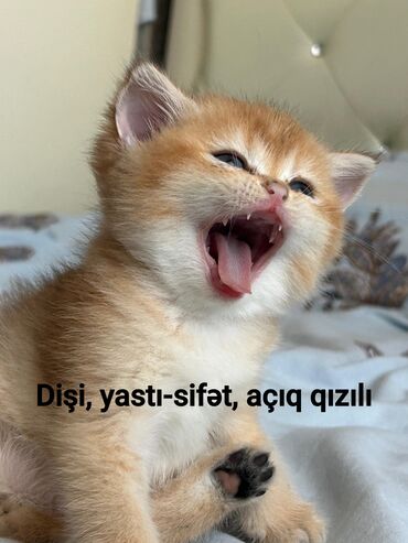 pişik eşyaları: Şinşilla, Erkək, Dişi