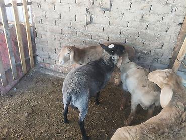 goat: Продаю | Ягненок | Для разведения — 8