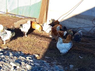 объявления о найденных собаках: Сатам | Тооктор