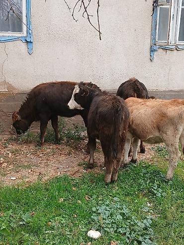 Продам с/х животных: Продаю | Музоо, торпок | На откорм, Для разведения | Искусственник — 1