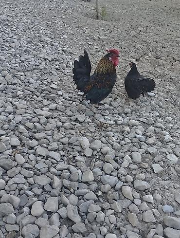 quslar haqqinda melumat: Toyuq, Damazlıq — 1