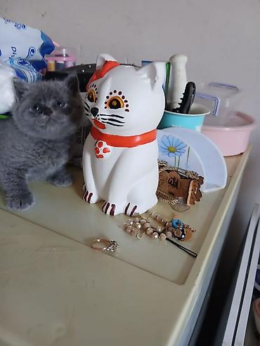 Кошки: Британская, В добрые руки — 2